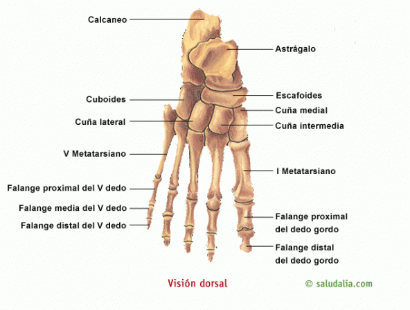 Esqueleto del pie