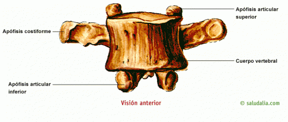 Visión anterior de la vértebra lumbar